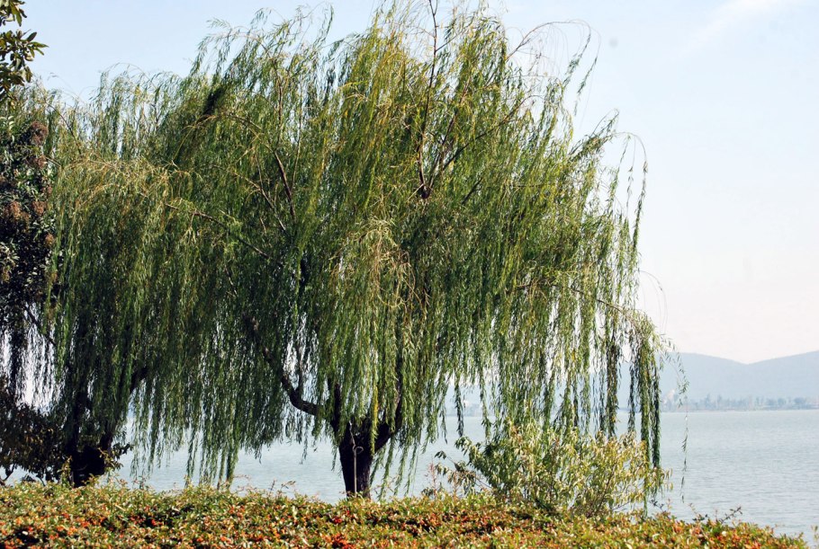 Weeping willow tree
