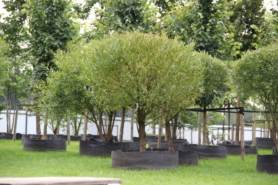 Эвкалипт серебристый круглолистный