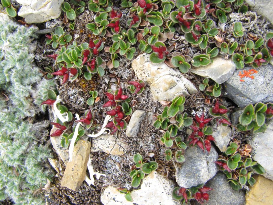 Ива Штарке - Salix starkeana