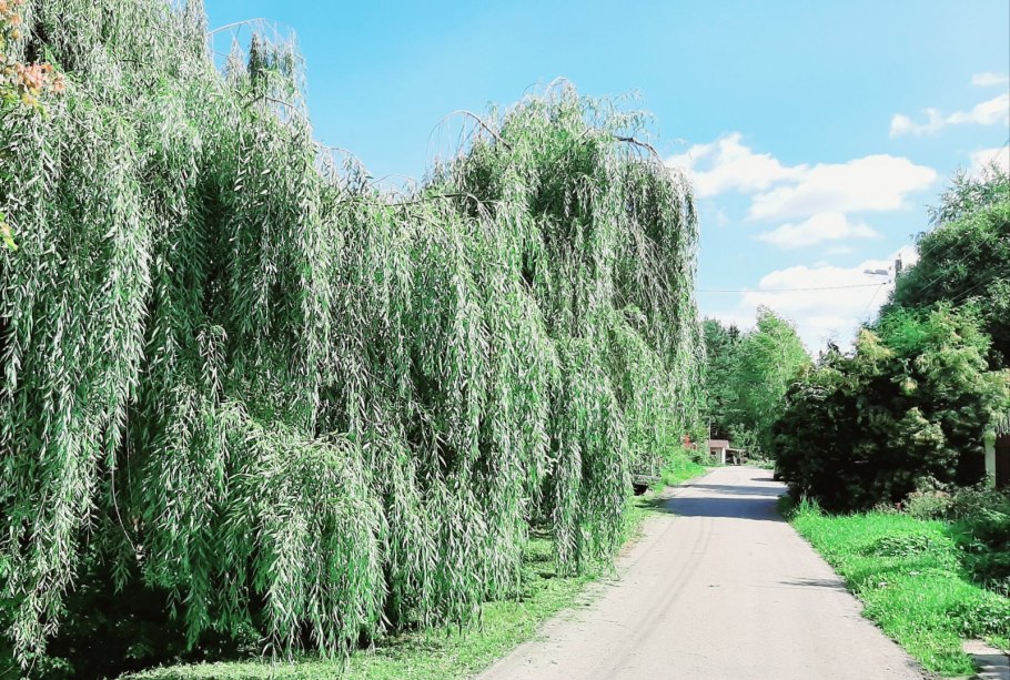 Мюриния круглолистная Myrinia rotundifolia