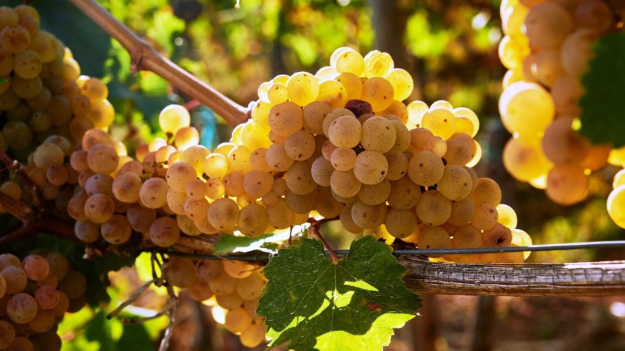 Осенний виноград