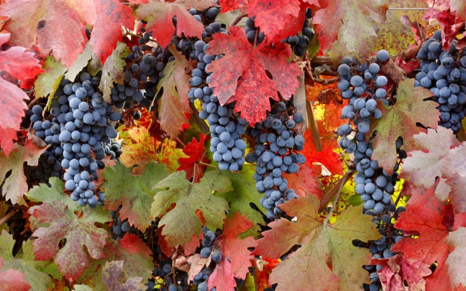 Осенний виноград