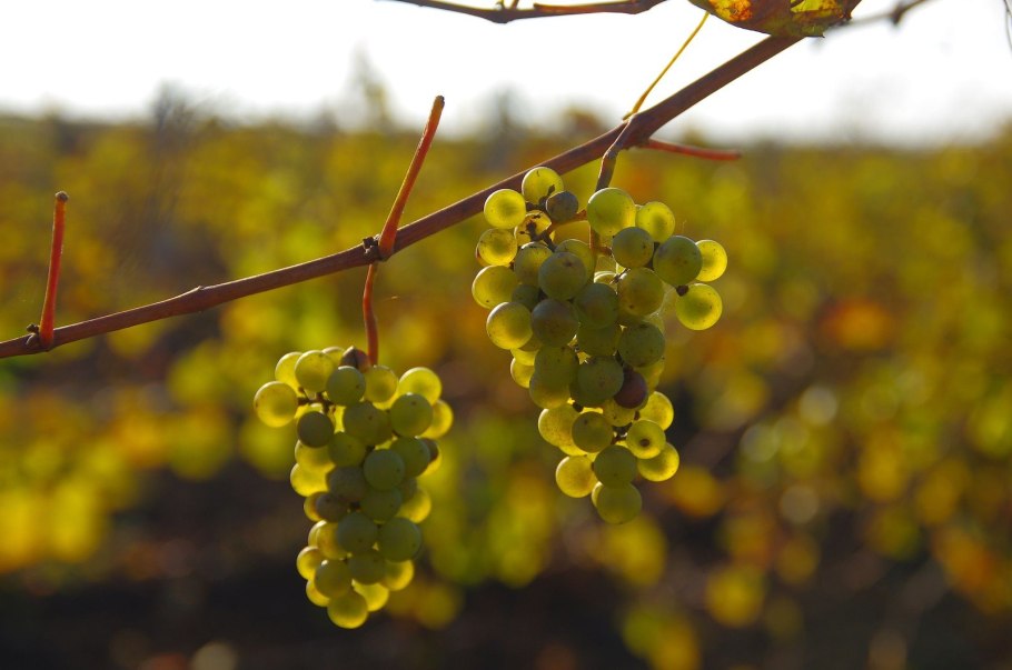 Шардоне сорт винограда