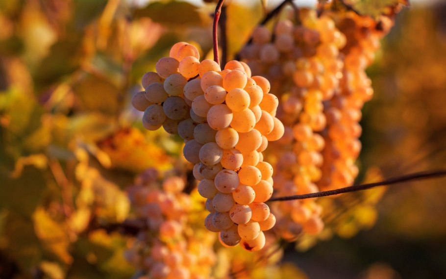 Виноградная лоза Испания