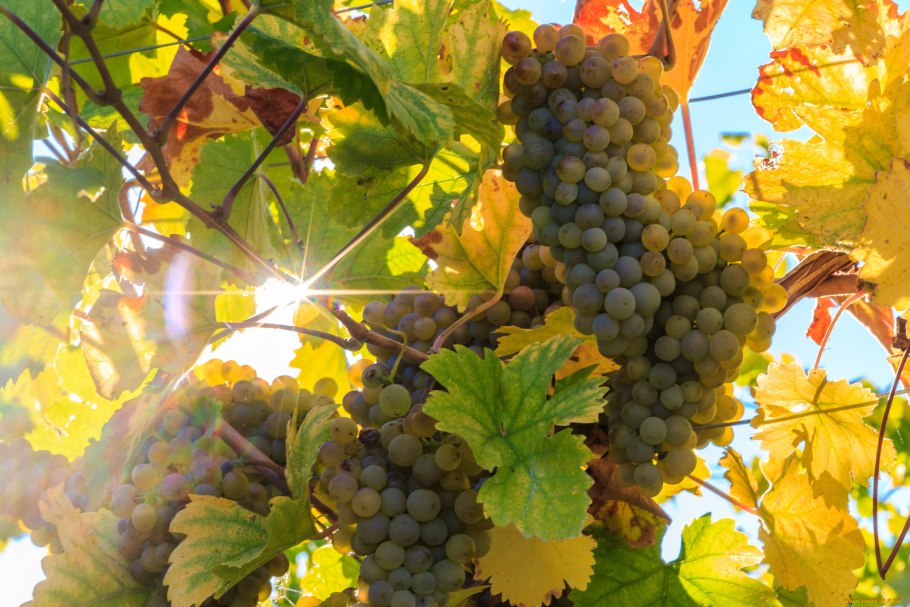 Осенний виноград
