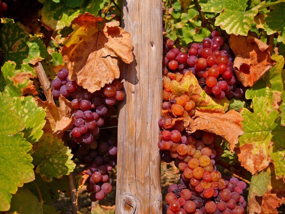 Виноград Чили