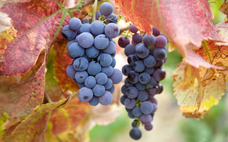 Виноград русский конкорд