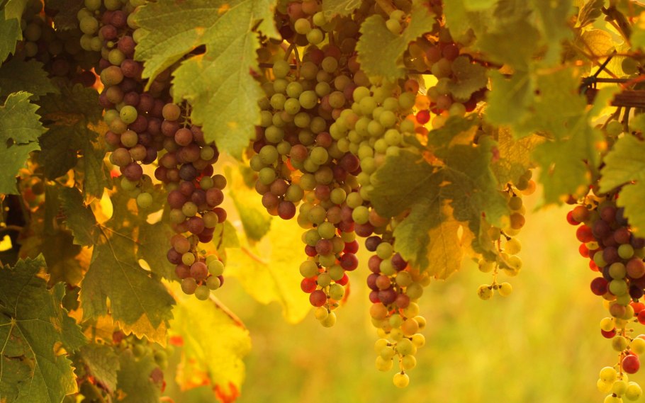 Гроздь виноград золотистая