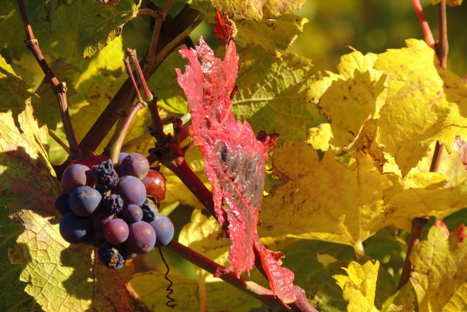 Лист винограда