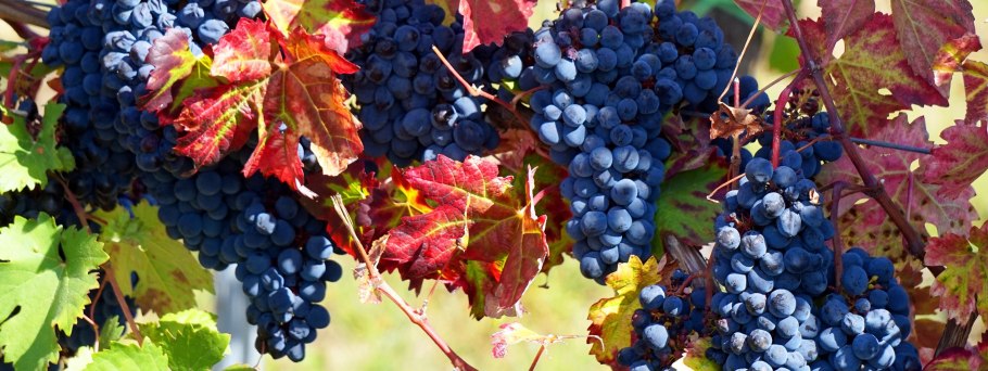 Хиландарская Виноградная лоза