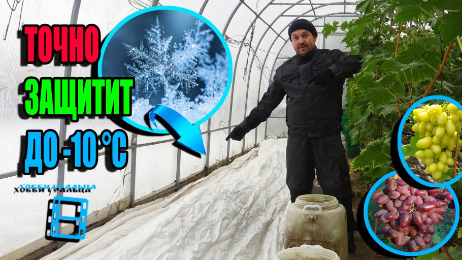 Хобби уральца виноград