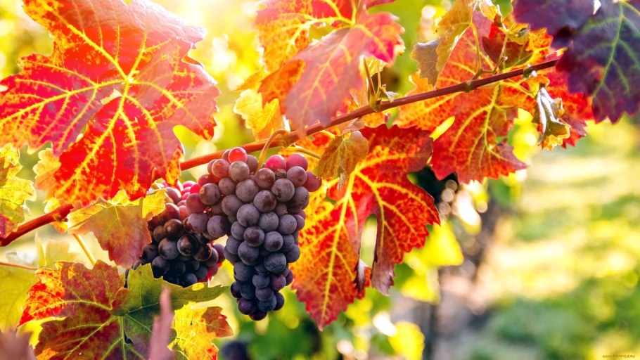 Виноград ломиаури