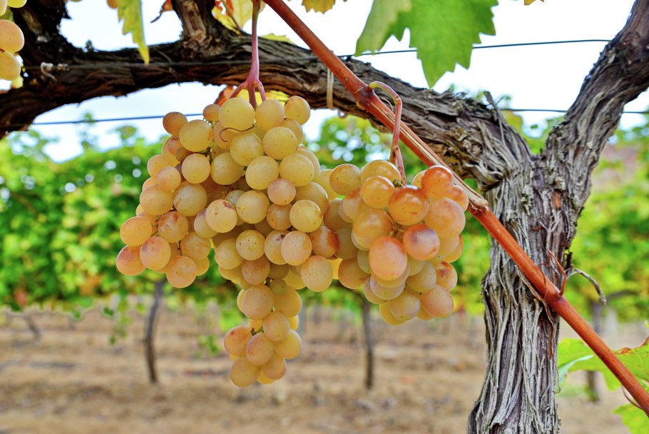 Мускат янтарный виноград