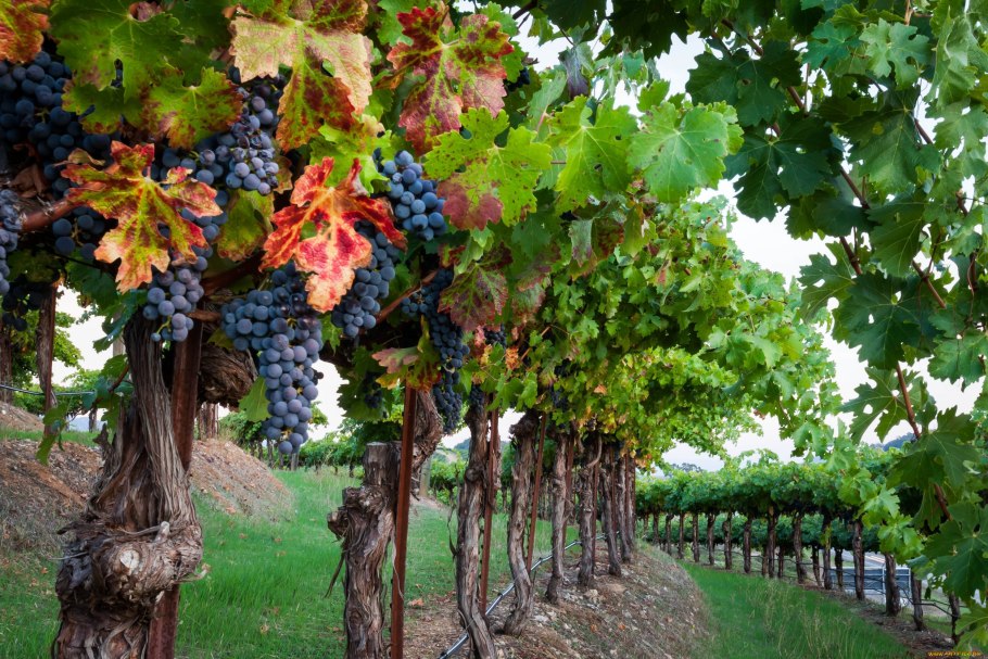Виноградники абрау дюрсо лоза