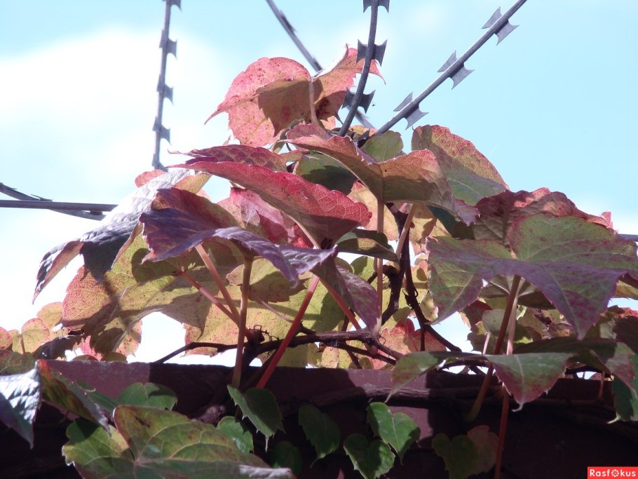 Девичий виноград пятилисточковый