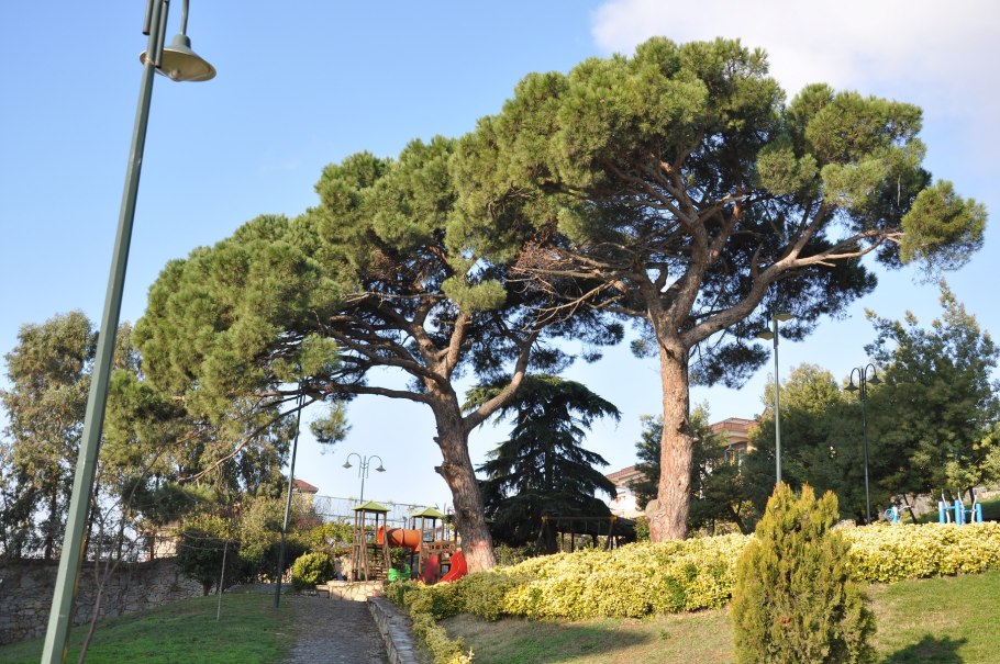 Сосна Пиния Рим