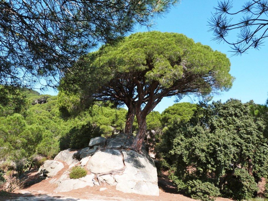 Сосна Pinus pinea