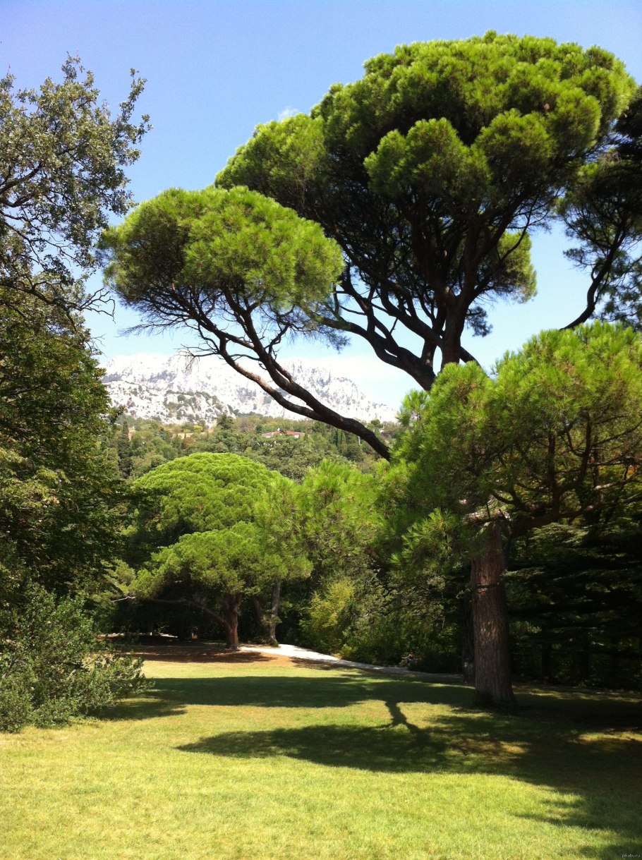 Сосна Пиния Рим