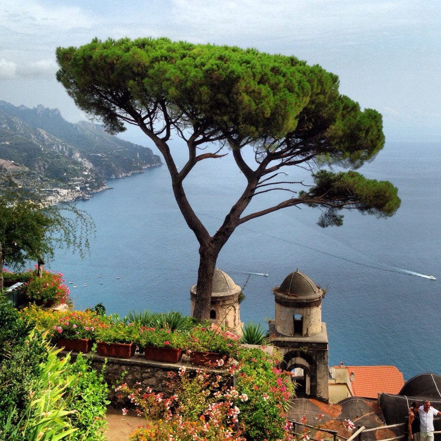 Сосна в Португалии