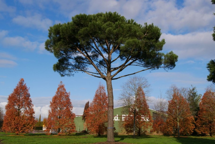 Сосна итальянская – Pinus pinea l.