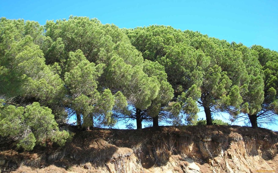 Pinus pinea
