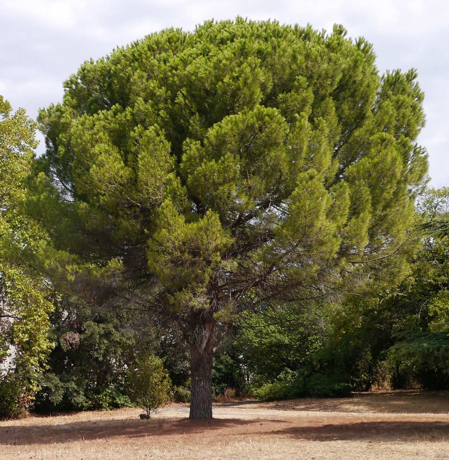 Сосна Пиния Рим