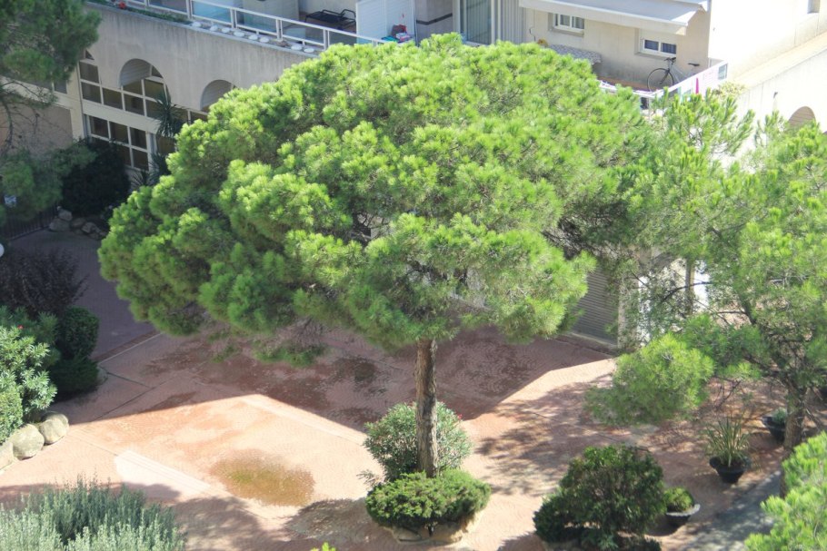 Пиния пакистанская