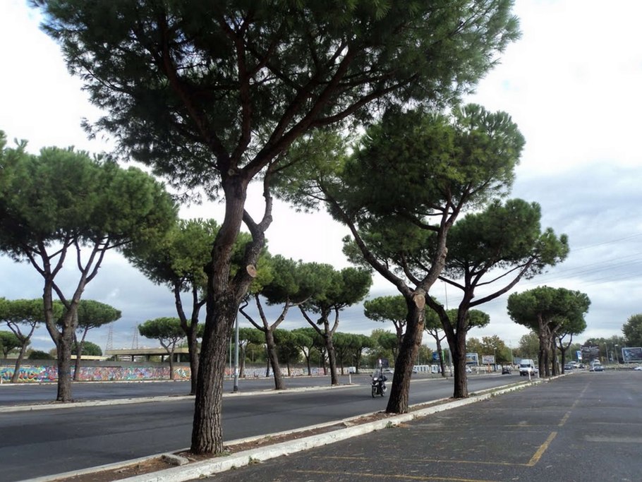 Кипарис вечнозеленый Италия