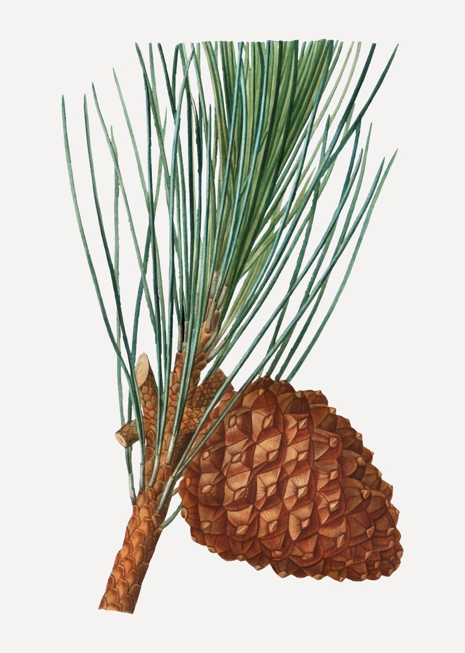 Кедр в Италии