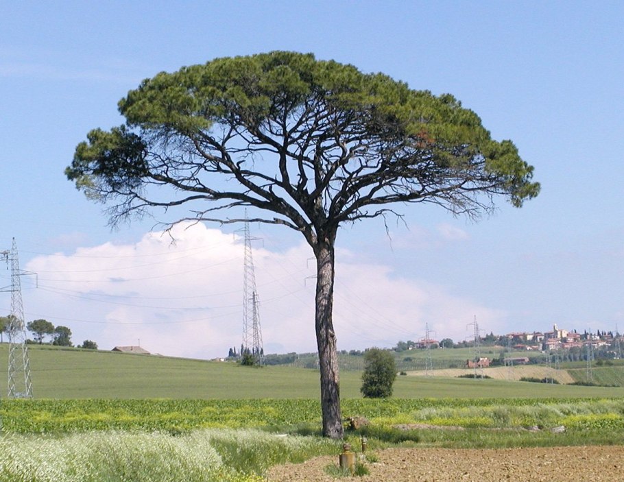 Пиния (Pinus pinea)
