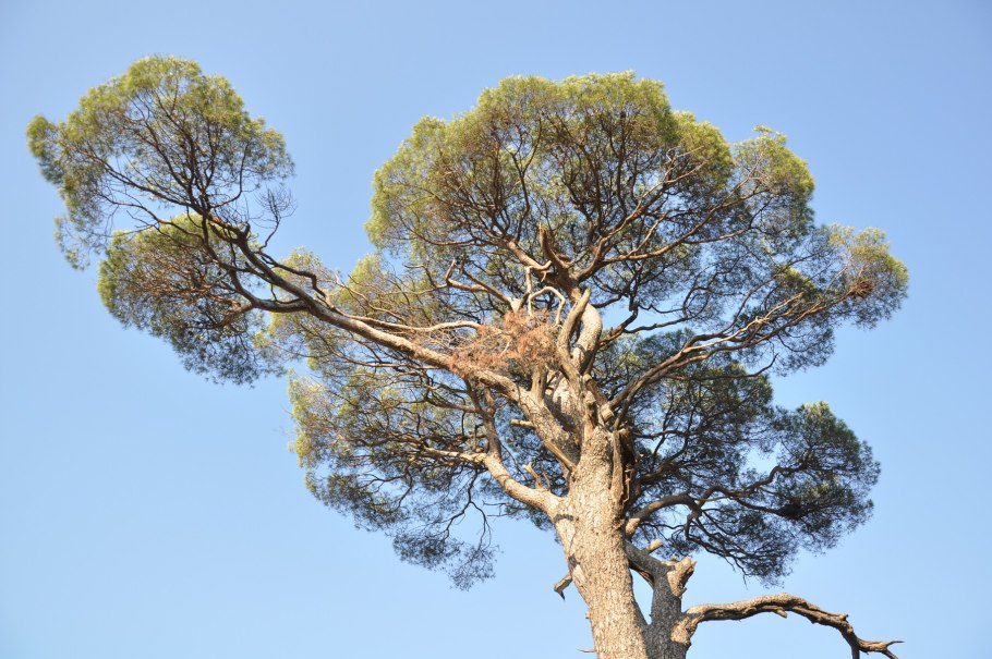 Pinus pinea