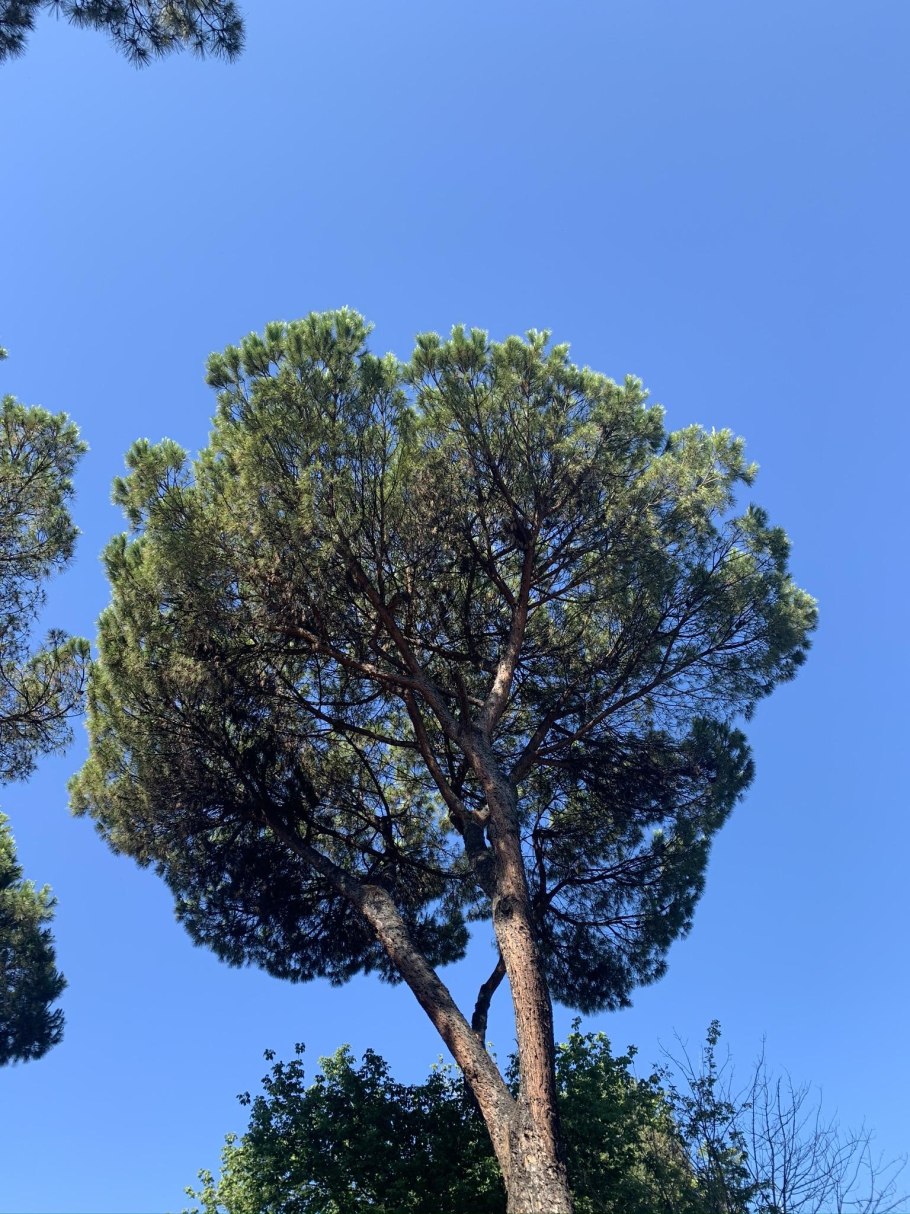 Сосна пиния