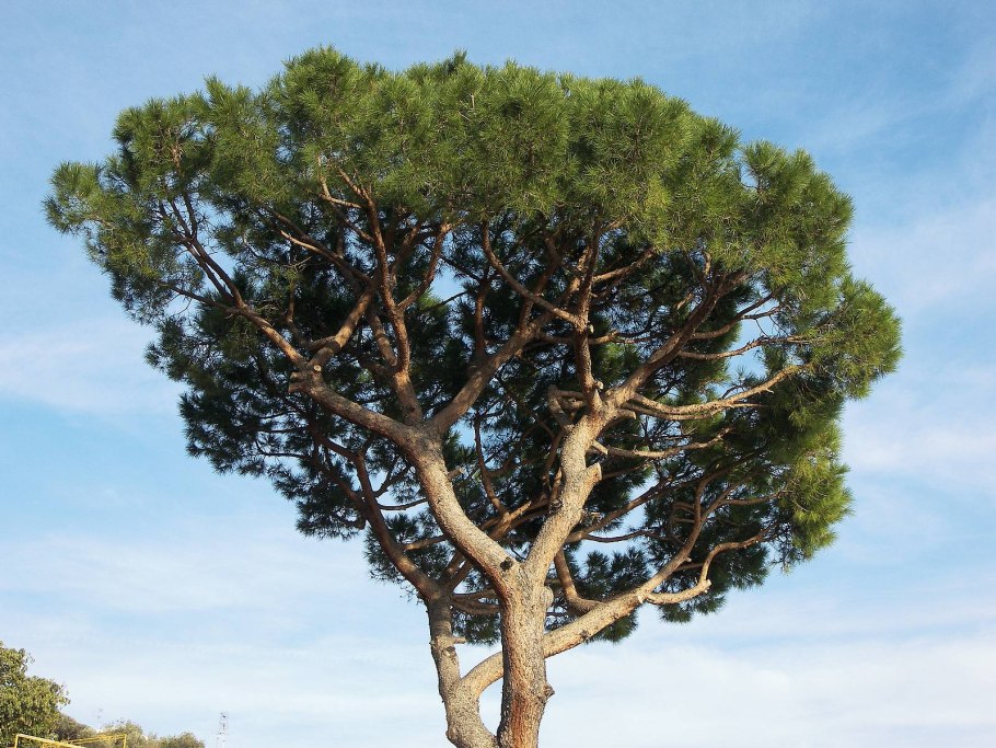Средиземноморская сосна пиния