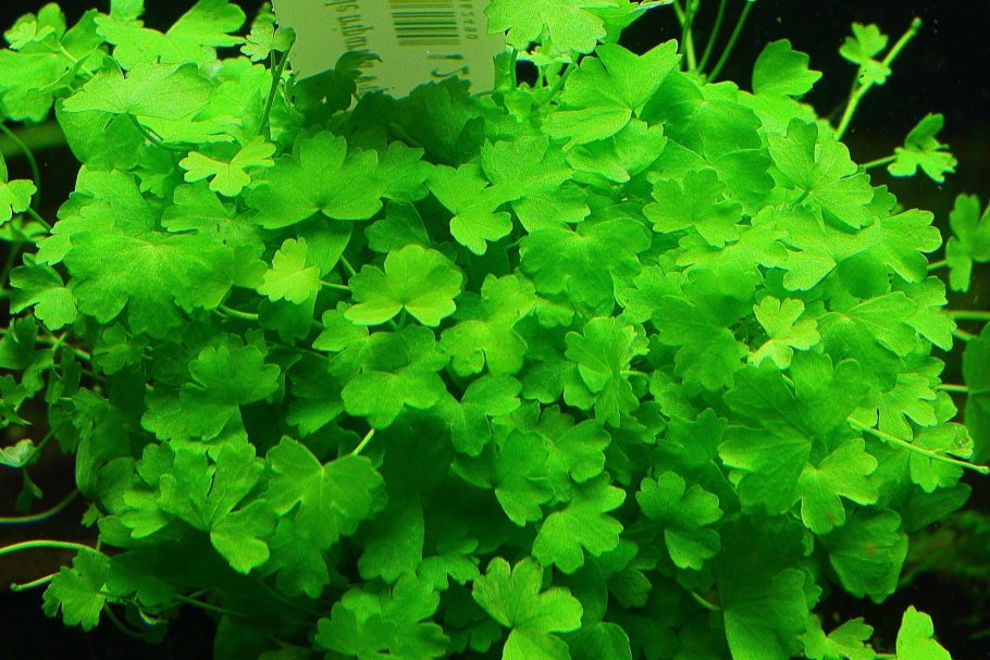 Щитолистник сибторпиоидес