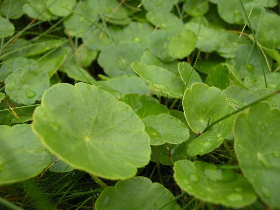 Центелла азиатская Centella Asiatica