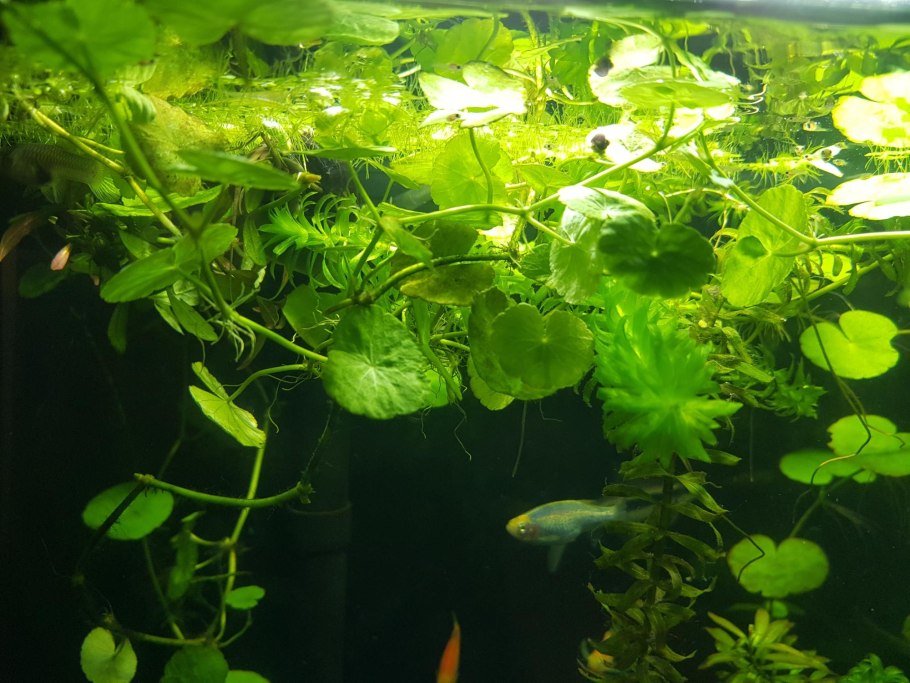 Гидрокотила белоголовая (Hydrocotyle leucocephala)