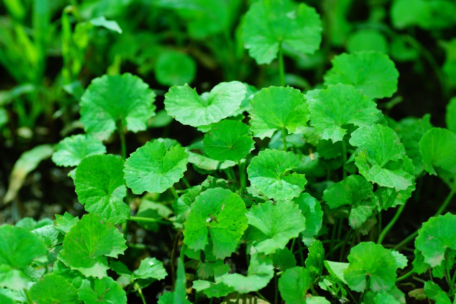 Камнеломка кимвальная