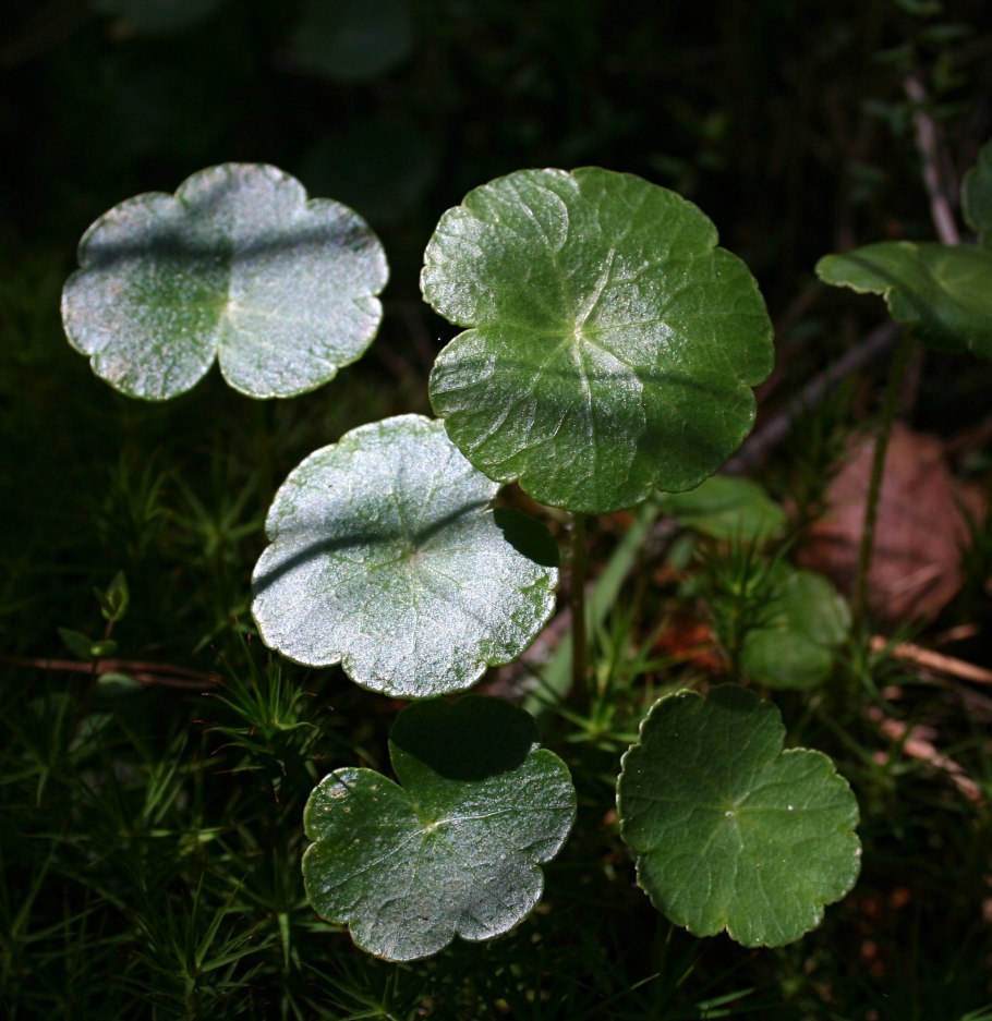 Гидрокотила вертициллата