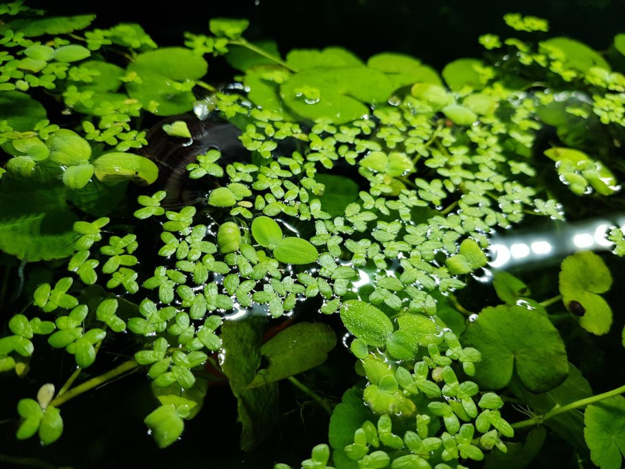 Щитолистник сибторпиоидес