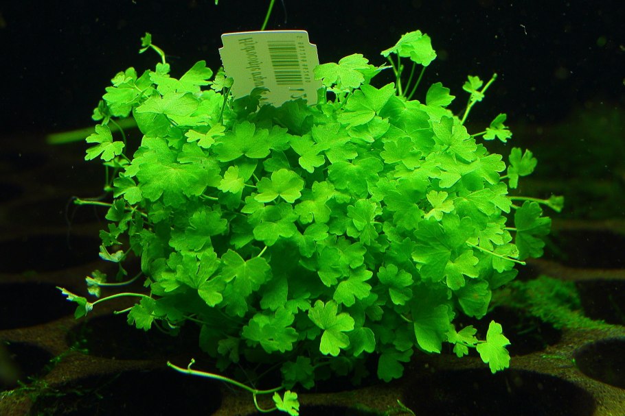 Гидрокотила трипартита аквариумное растение