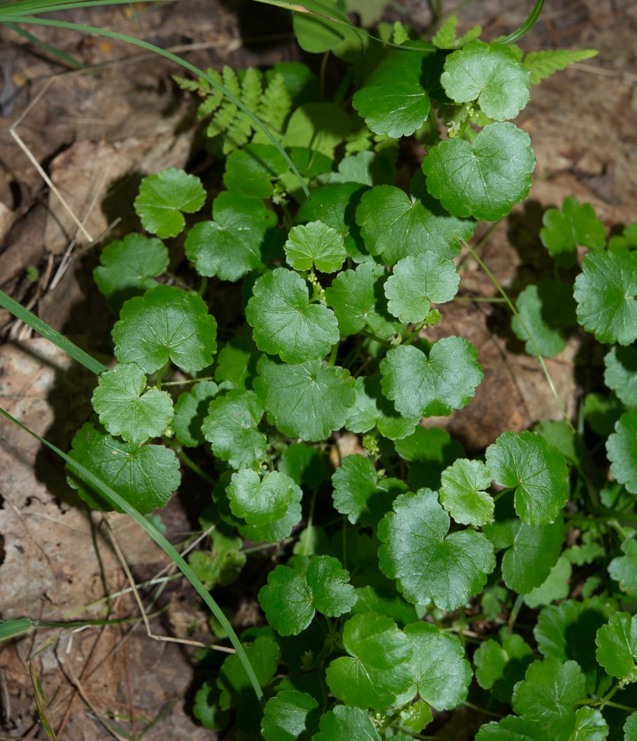Гидрокотила Трипирата зимой