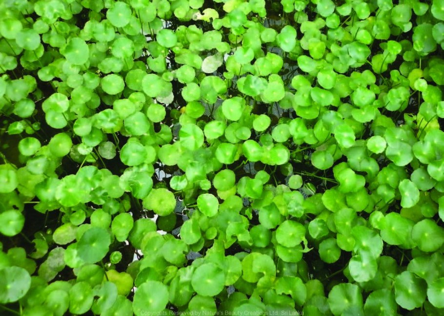 Гидрокотила Щитолистник