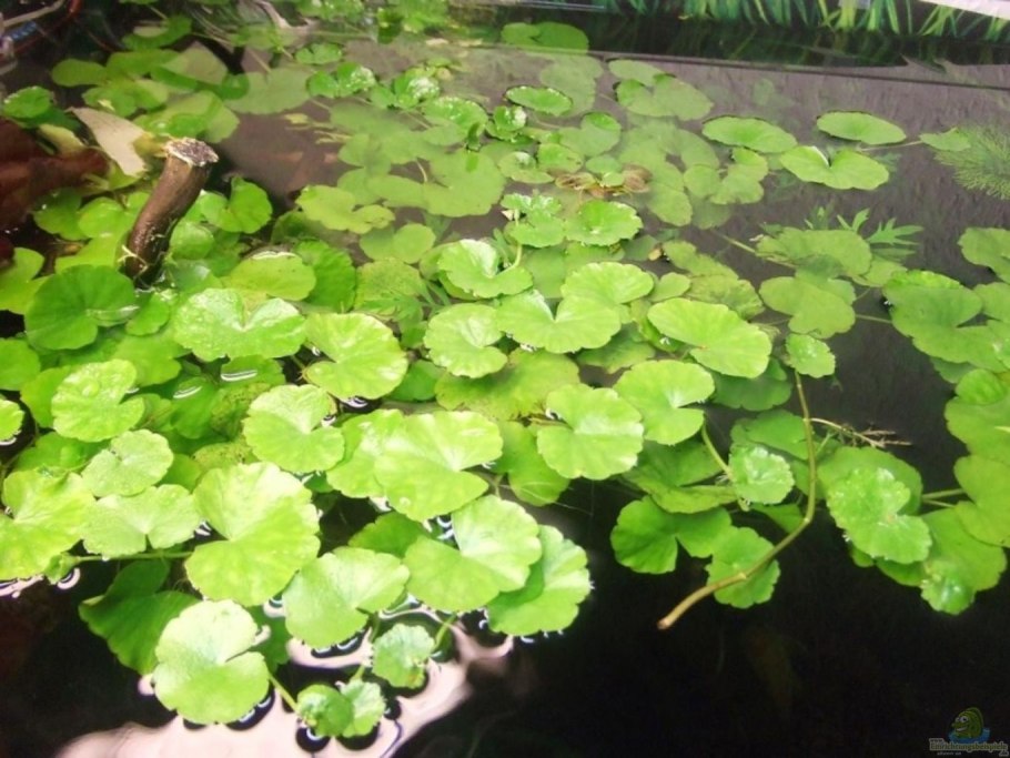 Щитолистник мутовчатый