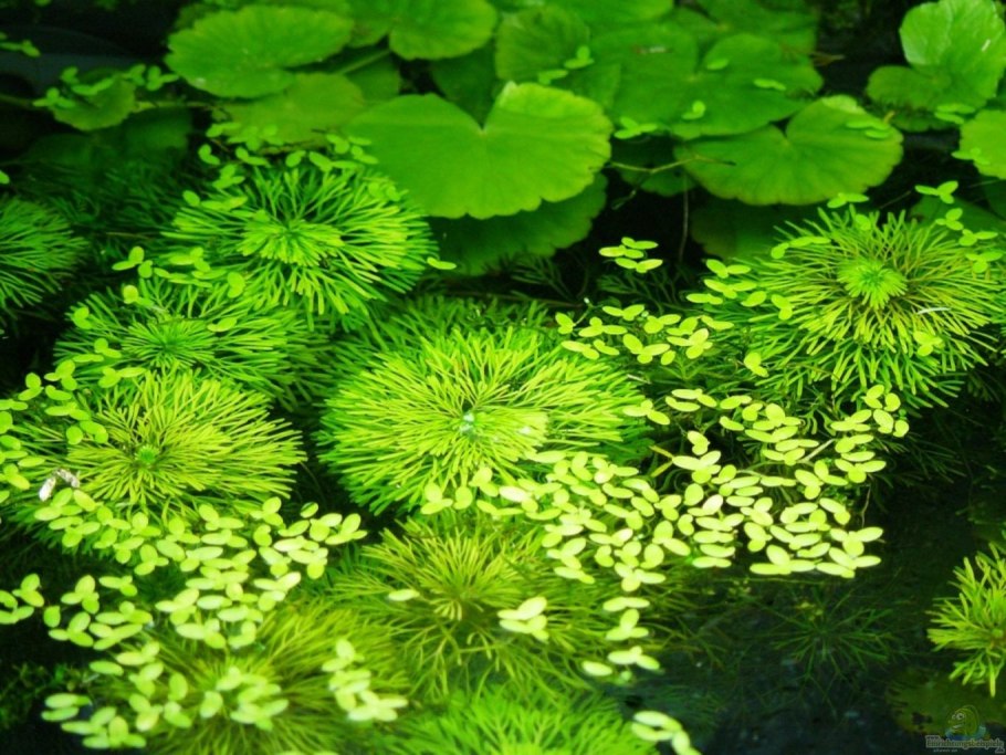 Лимнофила сидячецветковая аквариумное растение