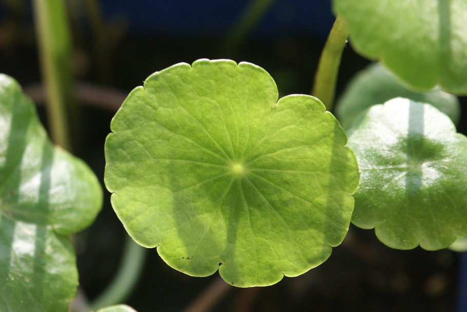 +"Hydrocotyle ranunculoides" Submersed