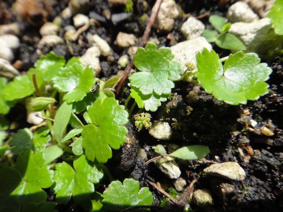 Гидрокотила белоголовая (Hydrocotyle leucocephala)