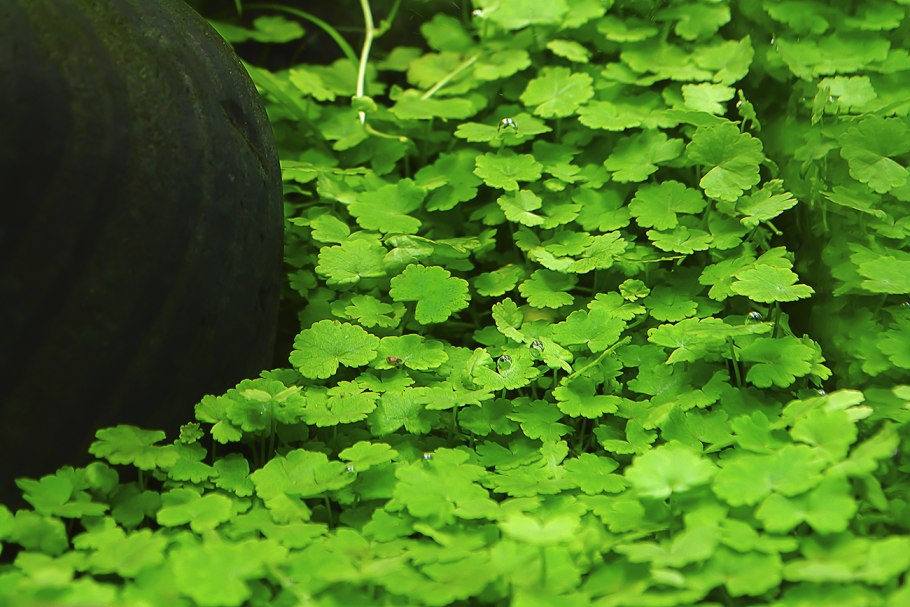 Hydrocotyle vulgaris