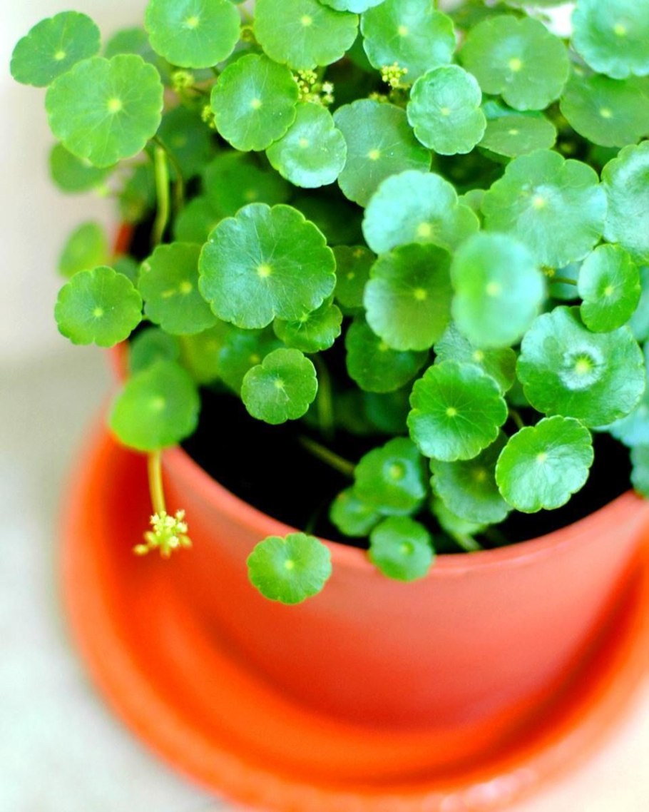 Hydrocotyle vulgaris