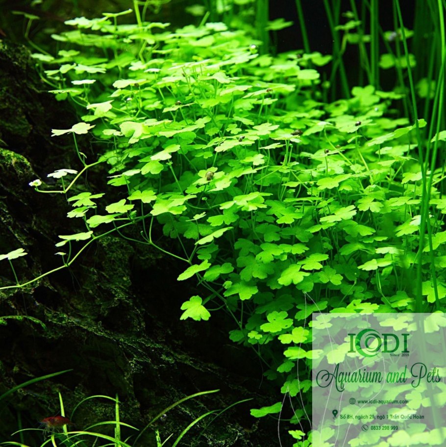 Тигровая трава в косметике