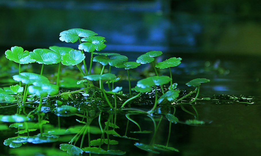 Гидрокотила сибторпиоидес